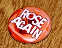 Rose again